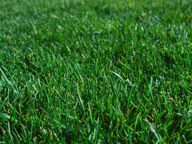 evergreen instant lawn Midrand, evergreen instant lawn Roodepoort, evergreen grass Midrand, evergreen grass Roodepoort, instant lawn installation Midrand, instant lawn installation Roodepoort, instant lawn rolls Gauteng, buy instant lawn Midrand, instant lawn suppliers Roodepoort, evergreen lawn price per square metre, evergreen lawn delivery Midrand, shade tolerant lawn Gauteng, instant lawn for new gardens Roodepoort, lawn laying contractors Midrand, evergreen turf supplier Roodepoort, evergreen lawn near me